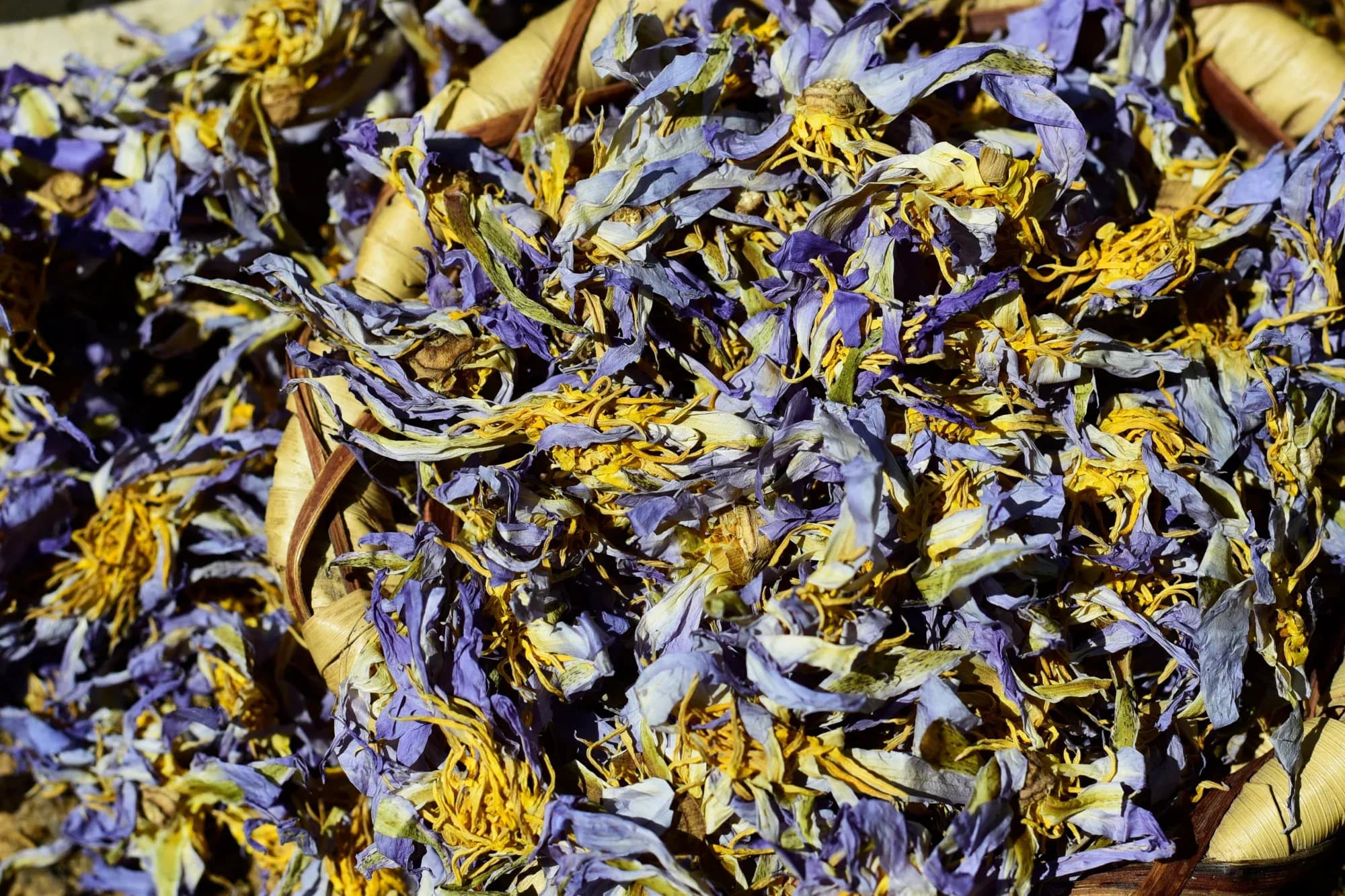 Authentic Blue Lotus — vue 2