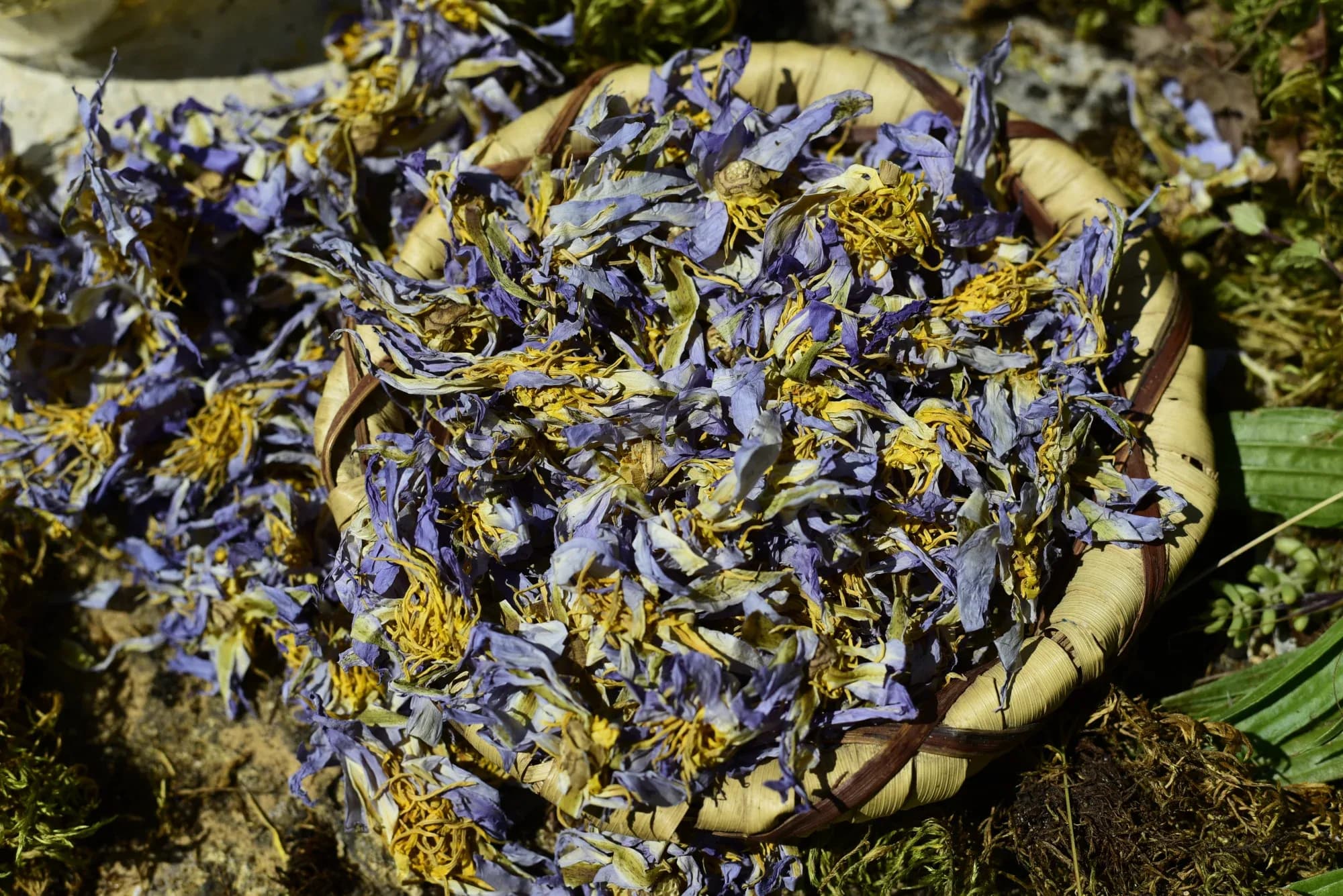 Authentic Blue Lotus — vue 5