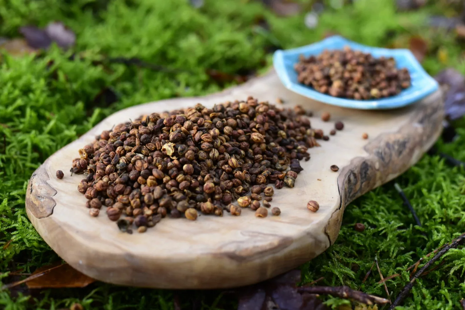 Celastrus Seeds — vue 2