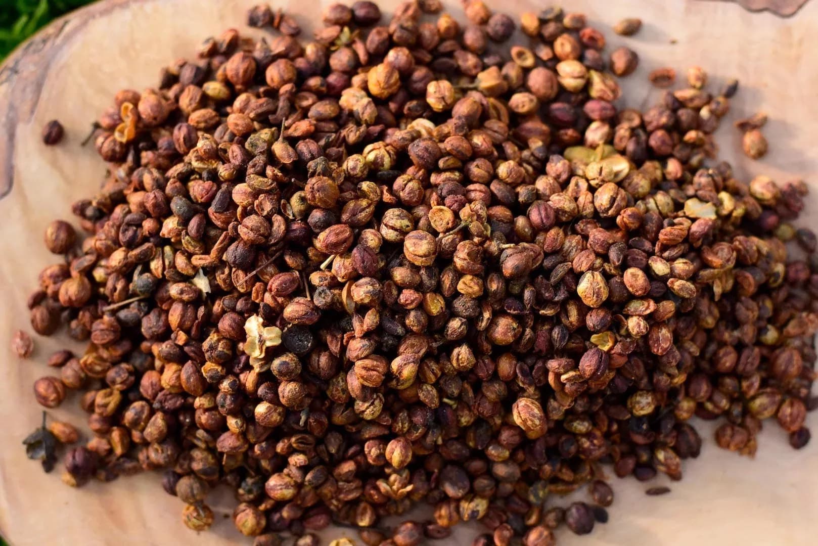 Celastrus Seeds — vue 4