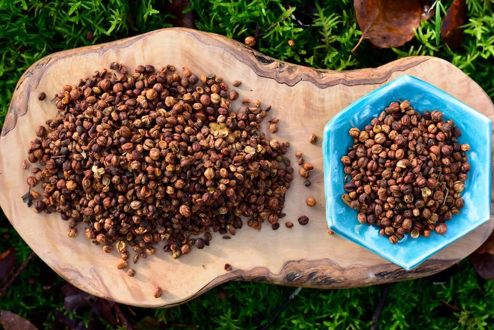 Celastrus Seeds — vue 5