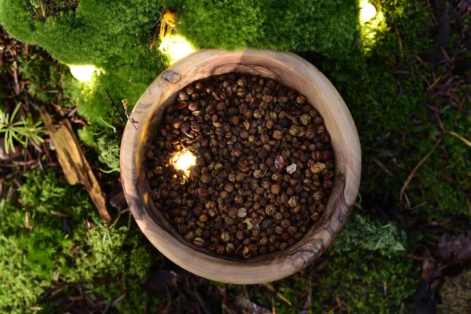Celastrus Seeds — vue 6