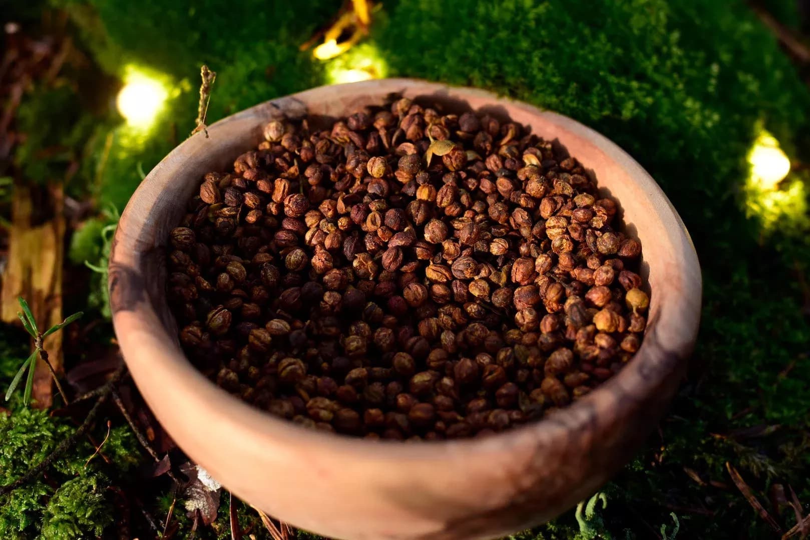 Celastrus Seeds — vue 7
