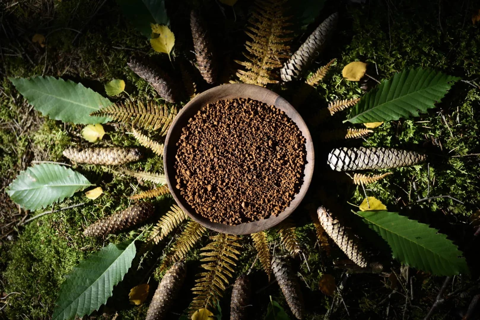 Immunité & résilience — Six plantes pour la base profonde. Reishi, Chaga, Shilajit, Cordyceps — celles qui consolident le terrain sur le long.