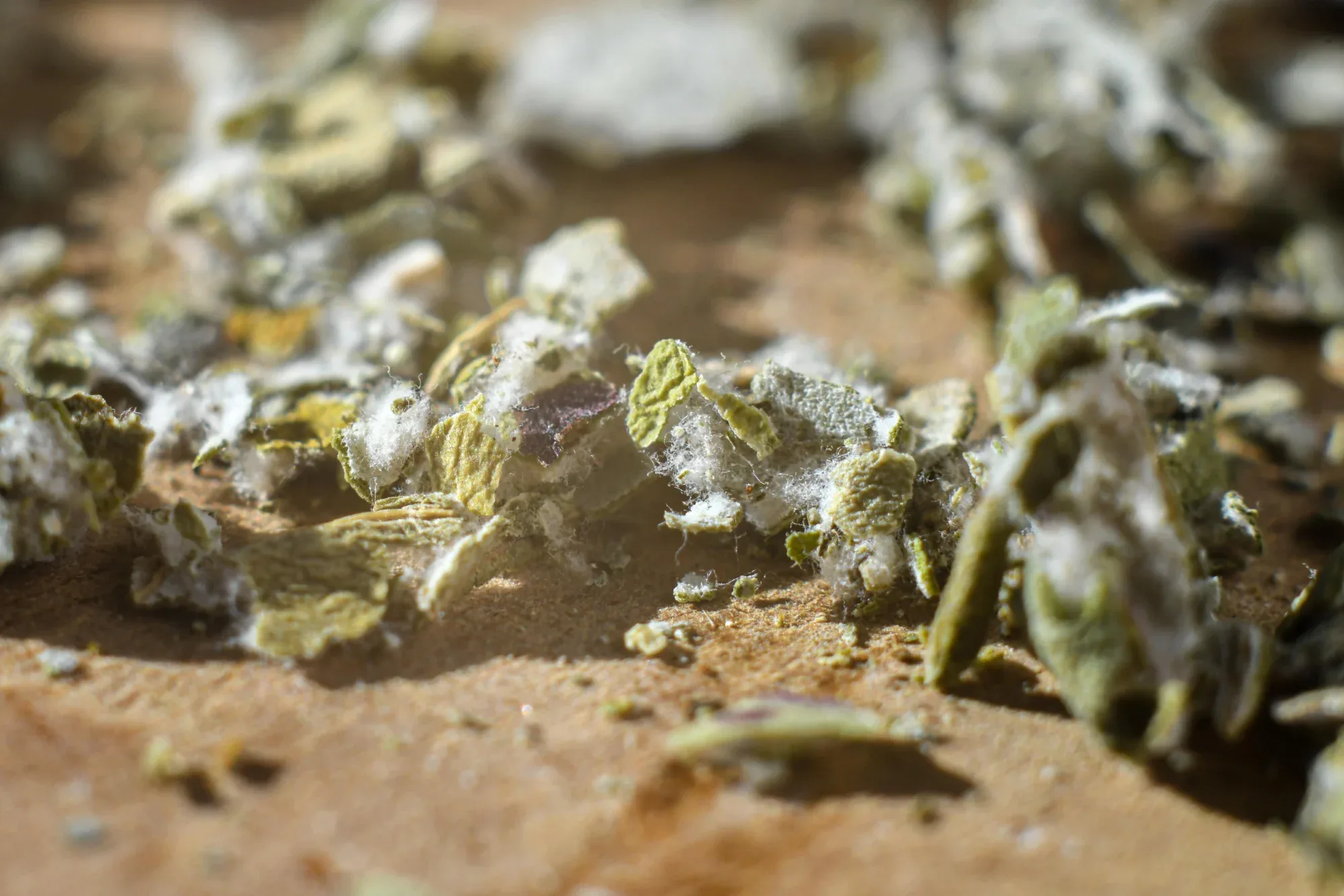 Substituts conscients — Sept plantes pour remplacer ce qui pèse. Adaptogenic Blend, Indianmix RYO, Mullein — les alternatives au café, au tabac, au sucre.