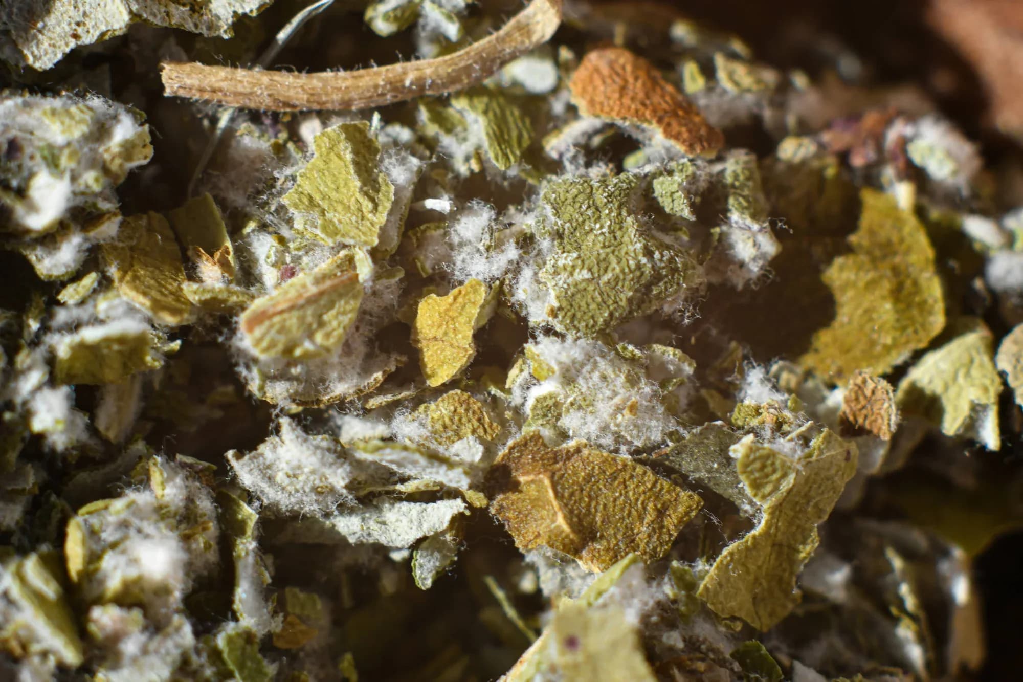 Coltsfoot Tussilage — vue 5