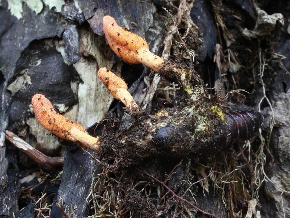 Cordyceps — vue 2