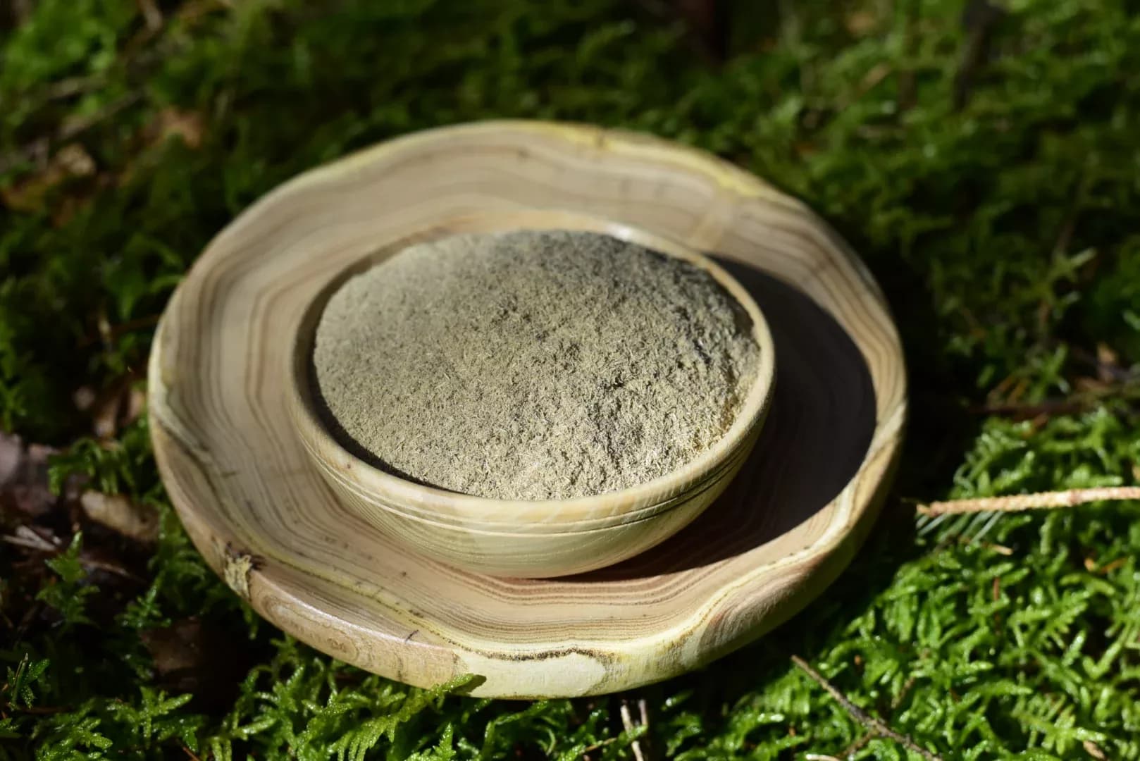 Eleutherococcus — Siberian Ginseng — vue 6