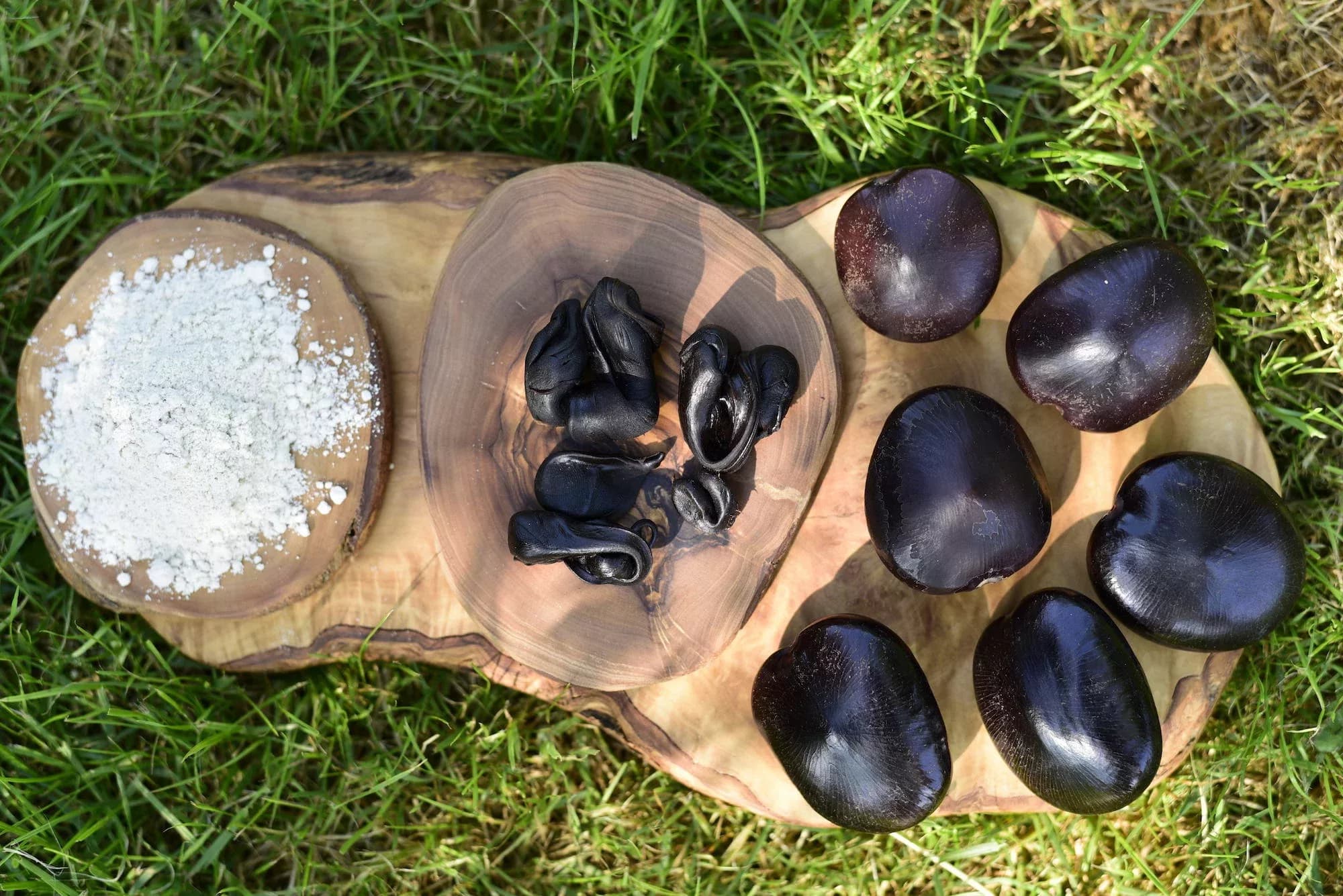 Entada Rheedii — African Dream Bean — vue 4