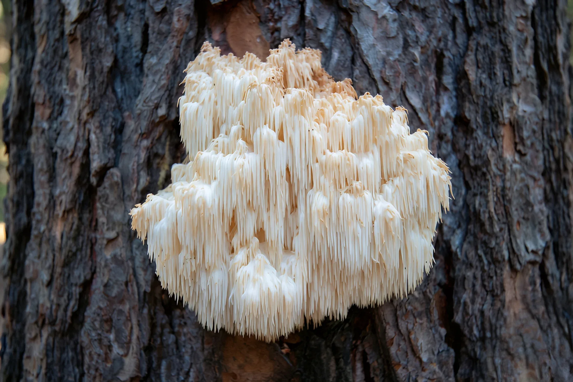 Lion's Mane — vue 3