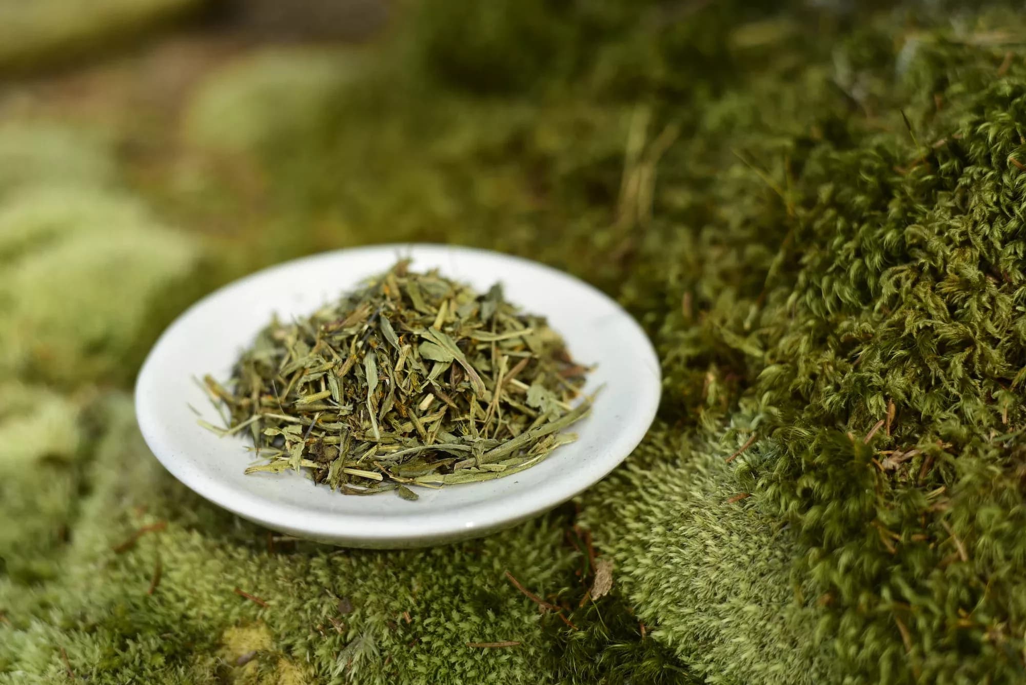 Mexican Tarragon "Yauhtli" — vue 3