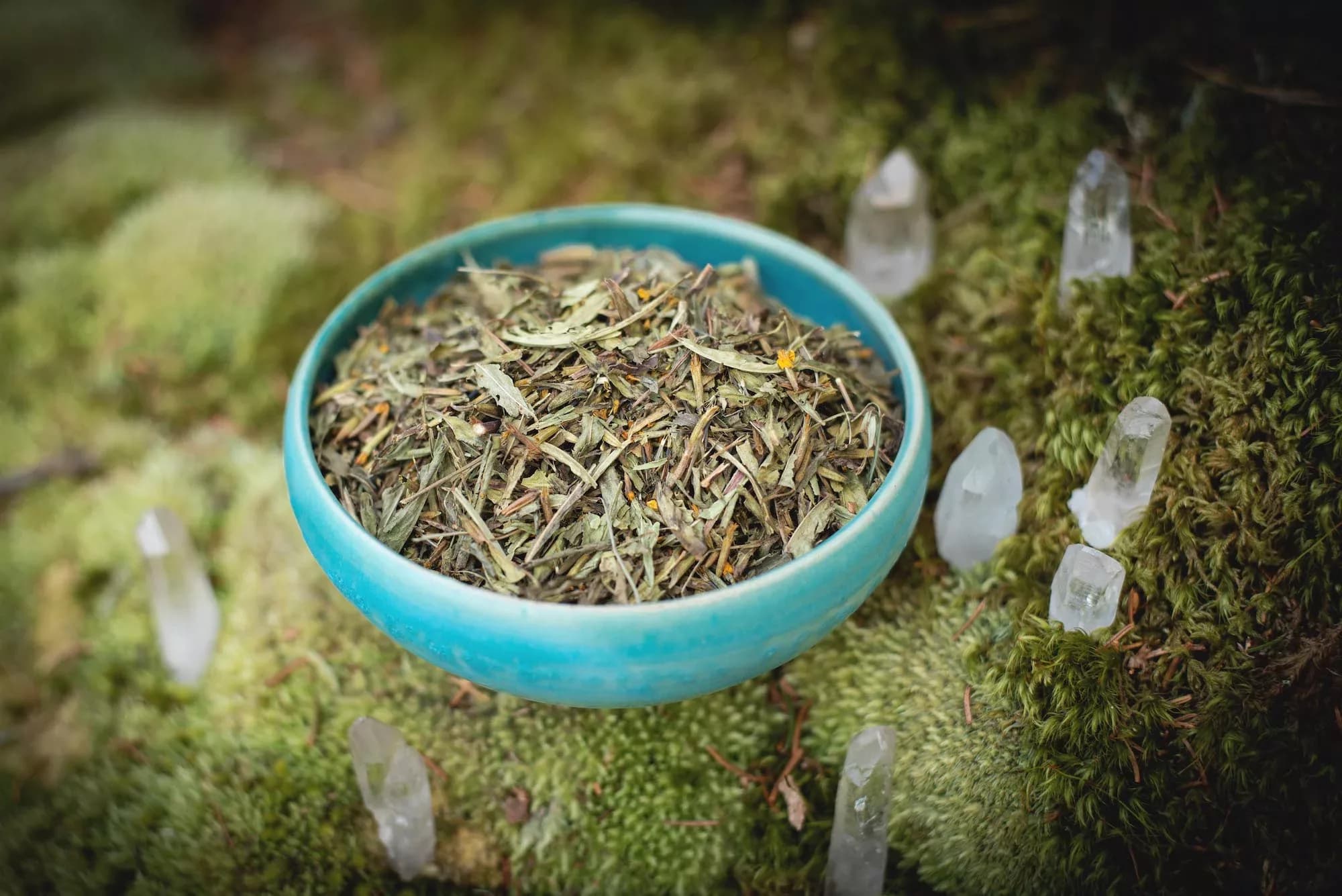Mexican Tarragon "Yauhtli" — vue 4