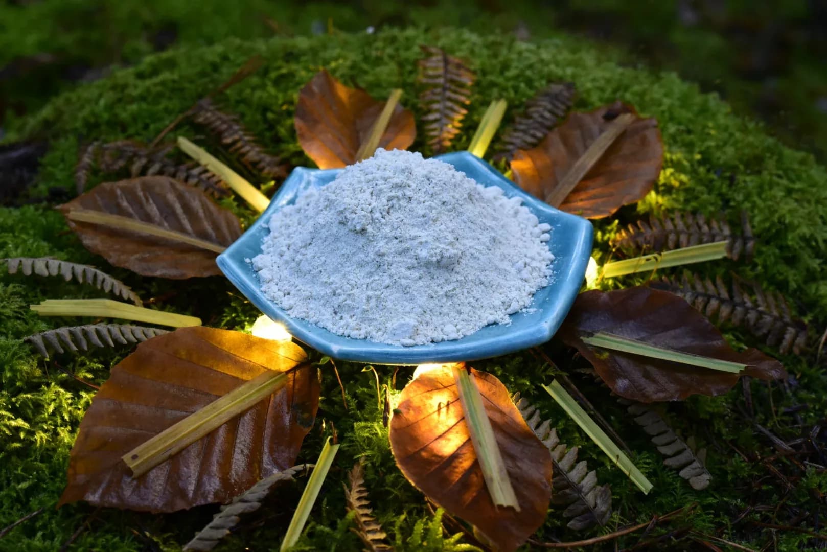 Mucuna Pruriens "Velvet Beans" — vue 2