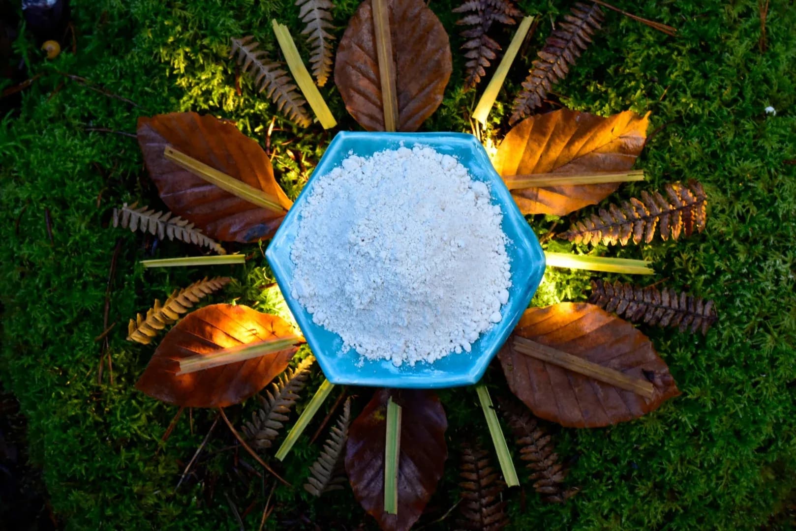 Mucuna Pruriens "Velvet Beans" — vue 6