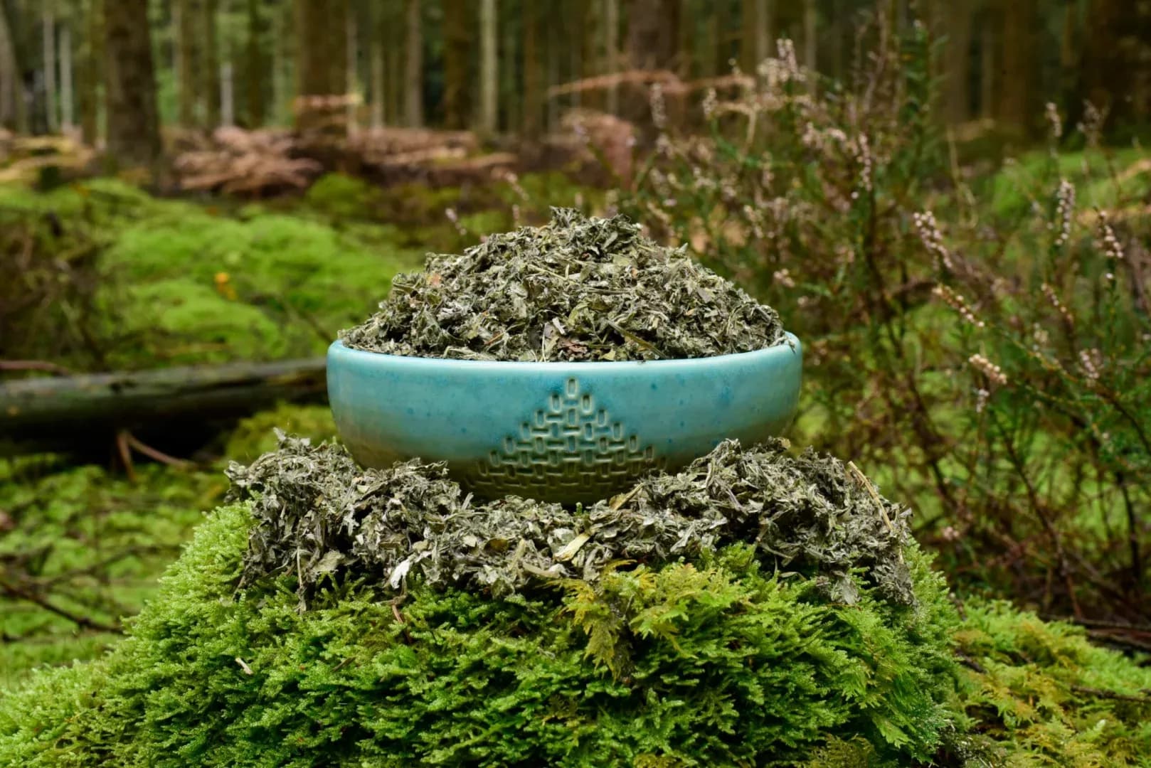 Mugwort