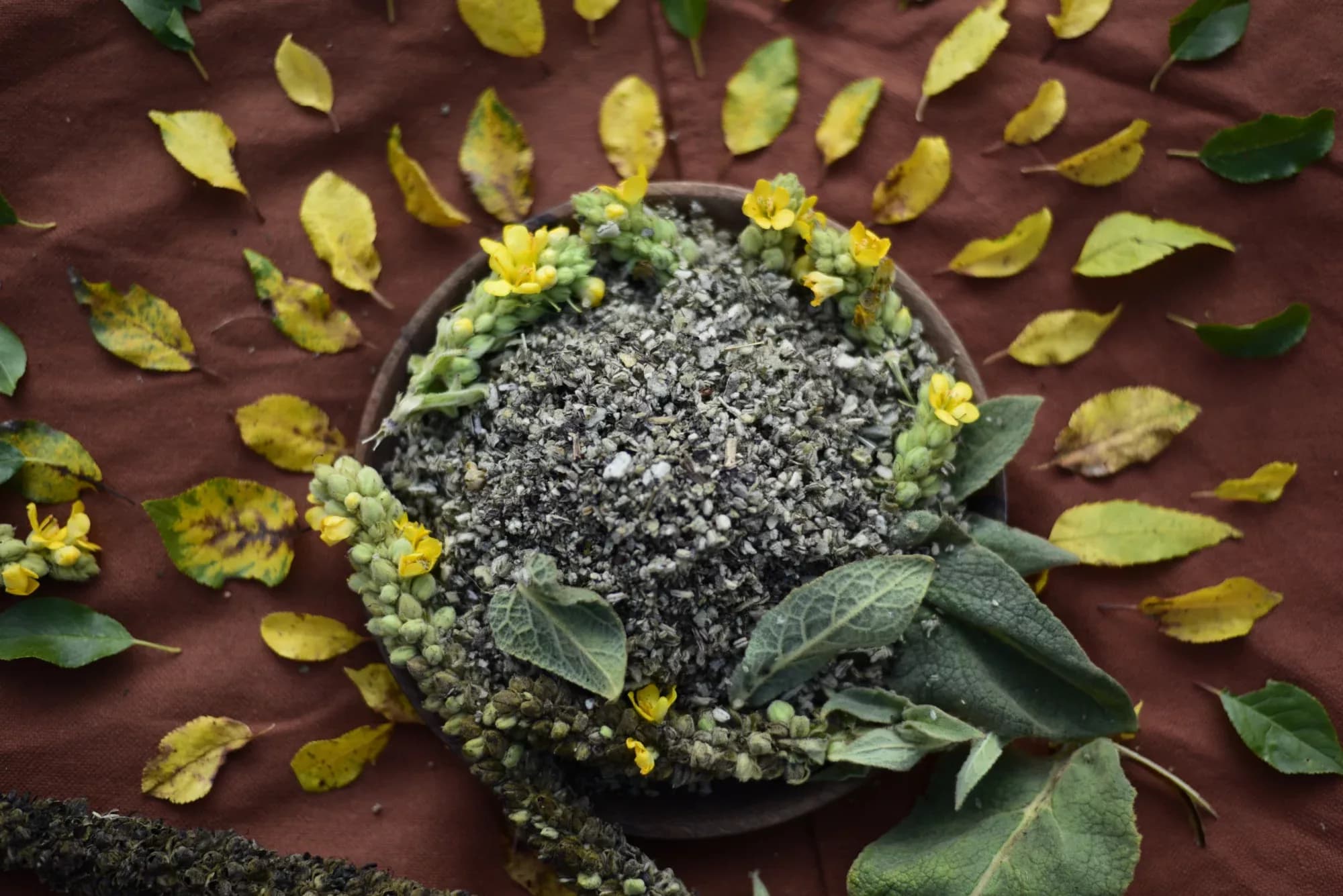 Mullein — vue 4