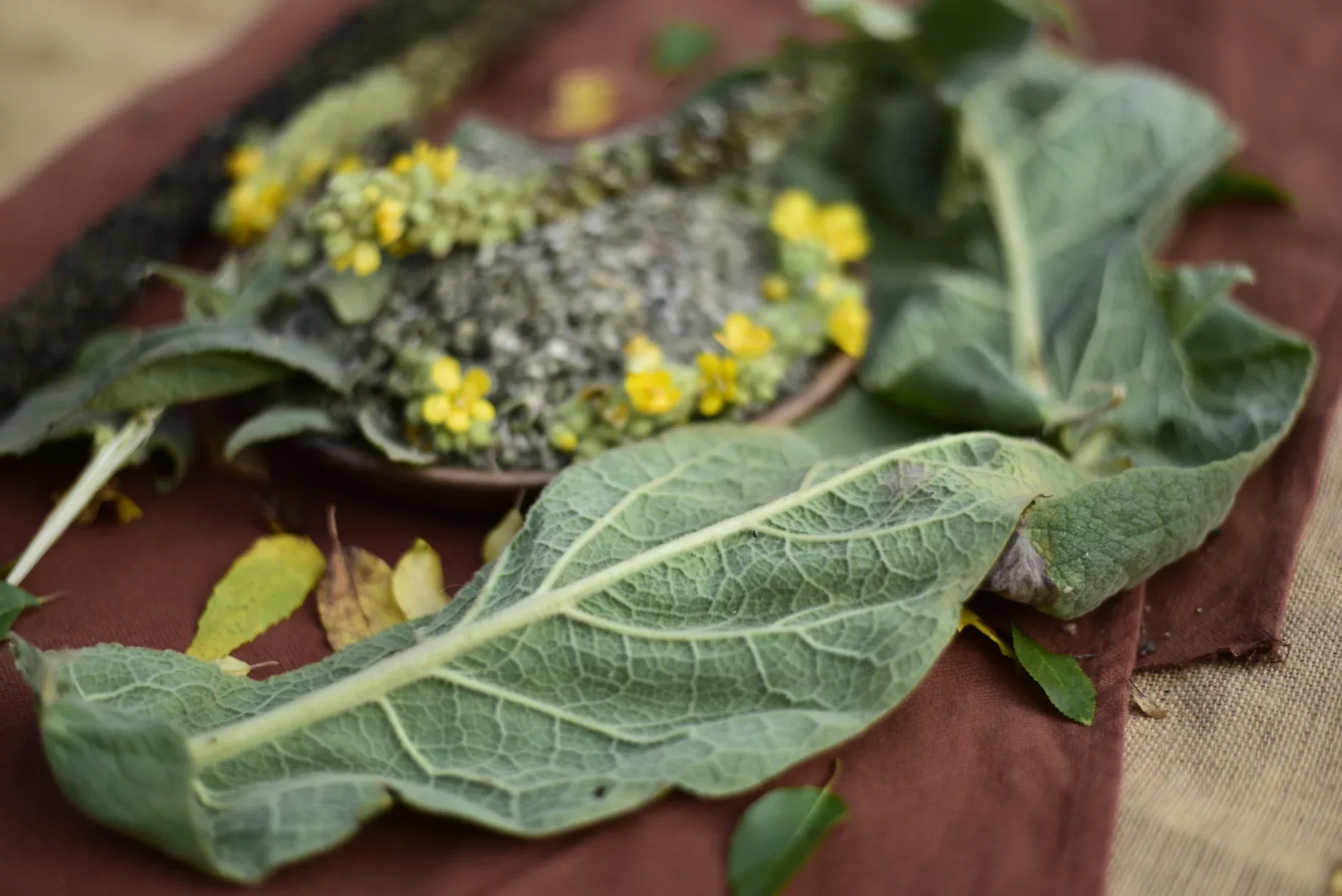 Mullein — vue 7
