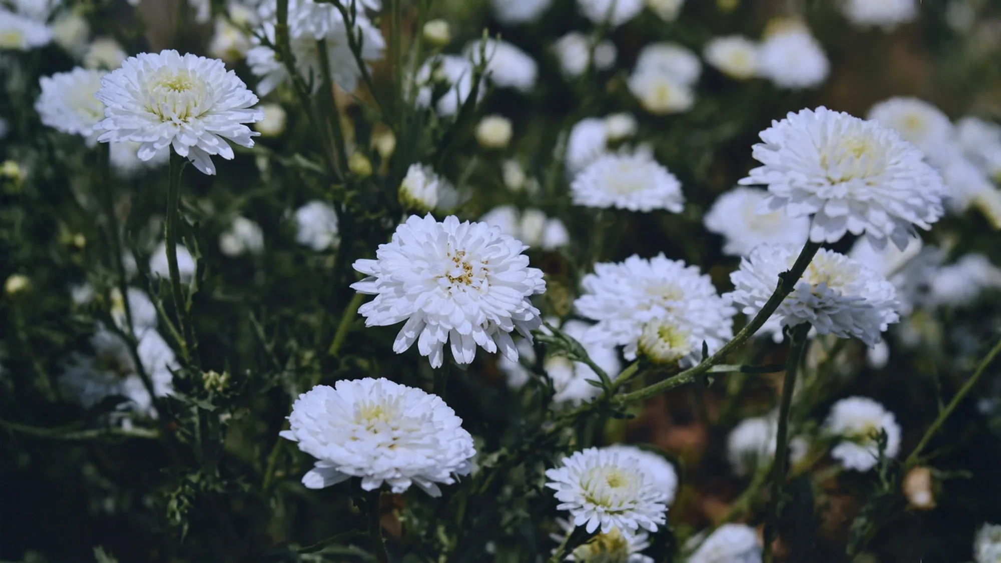 Noble Chamomile — vue 2