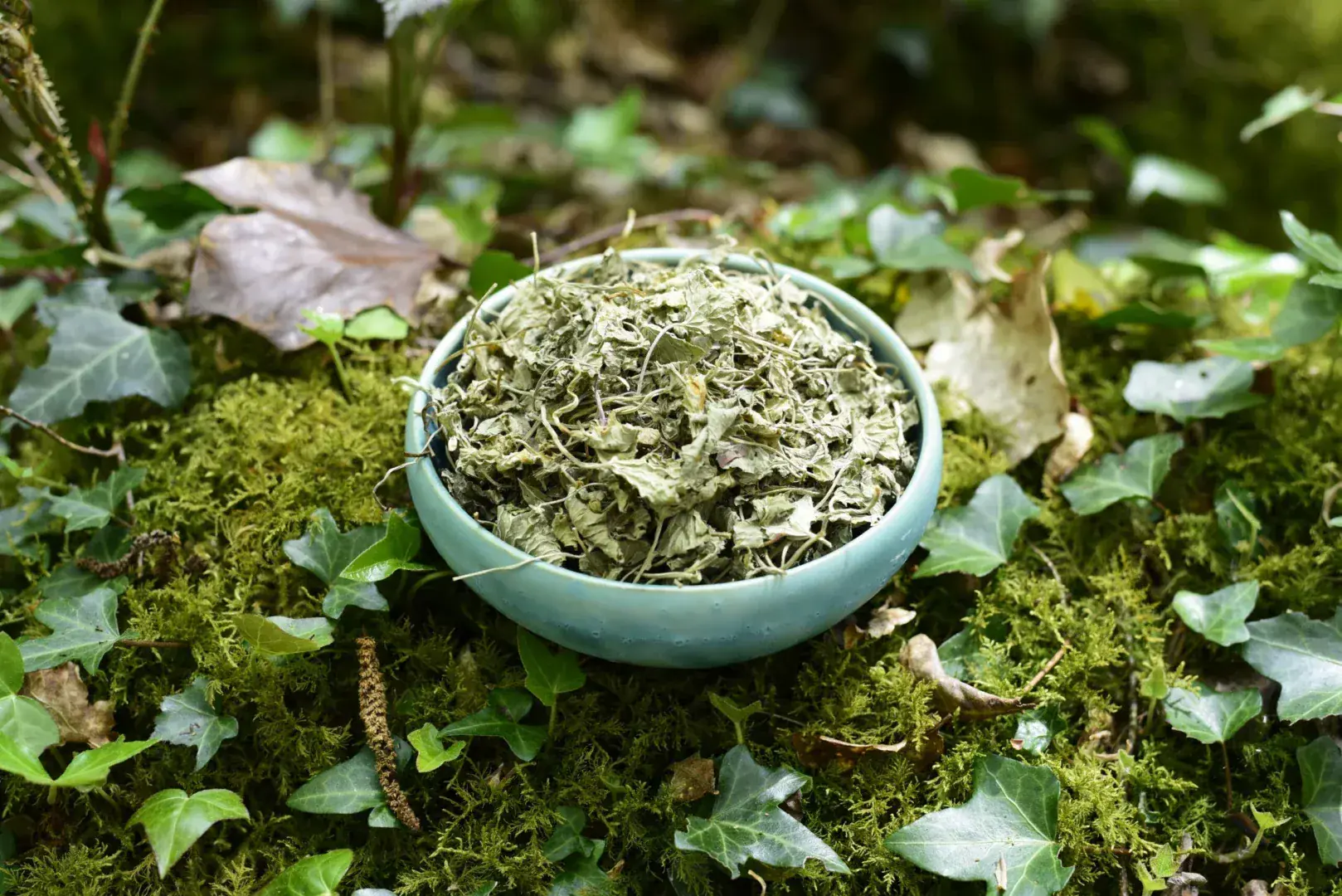 Gotu Kola — vue 2