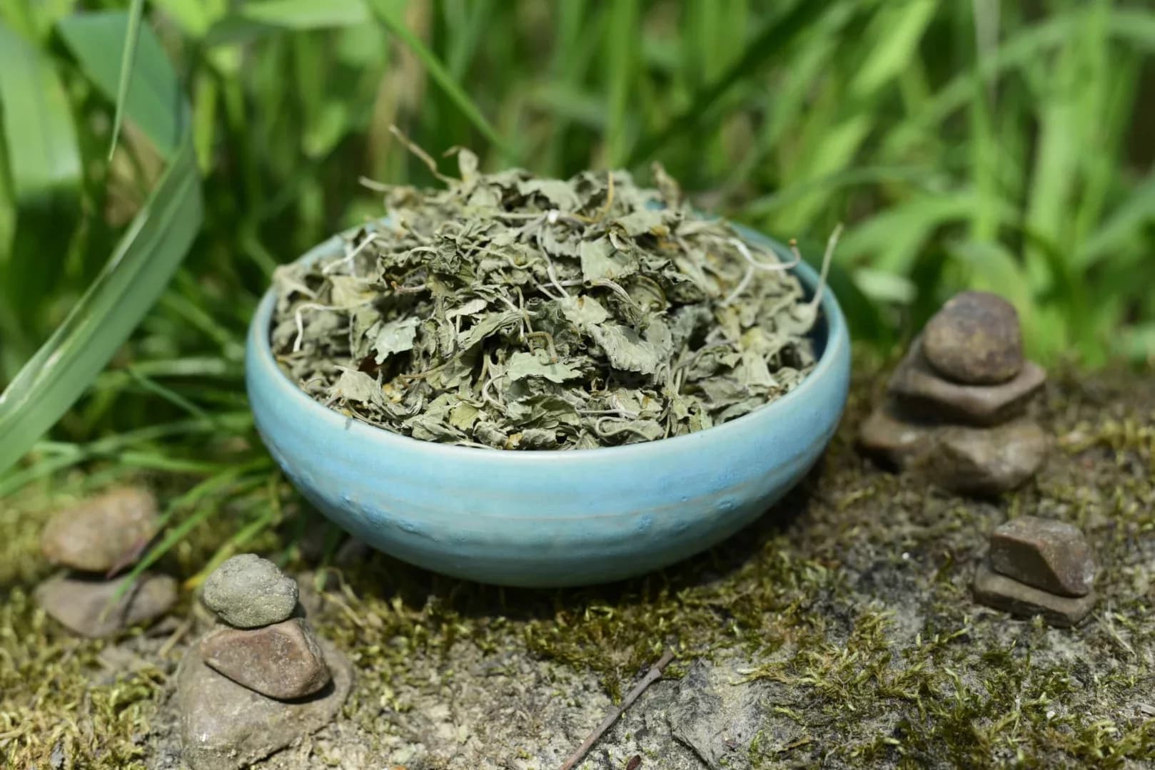 Gotu Kola — vue 5