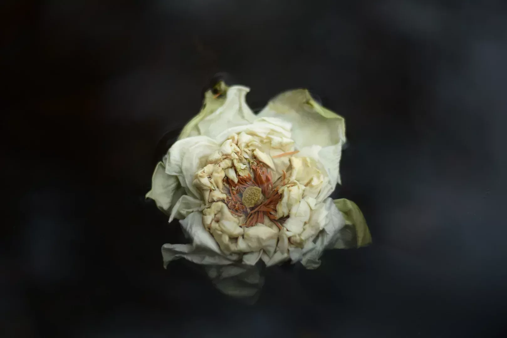 White Lotus — vue 5