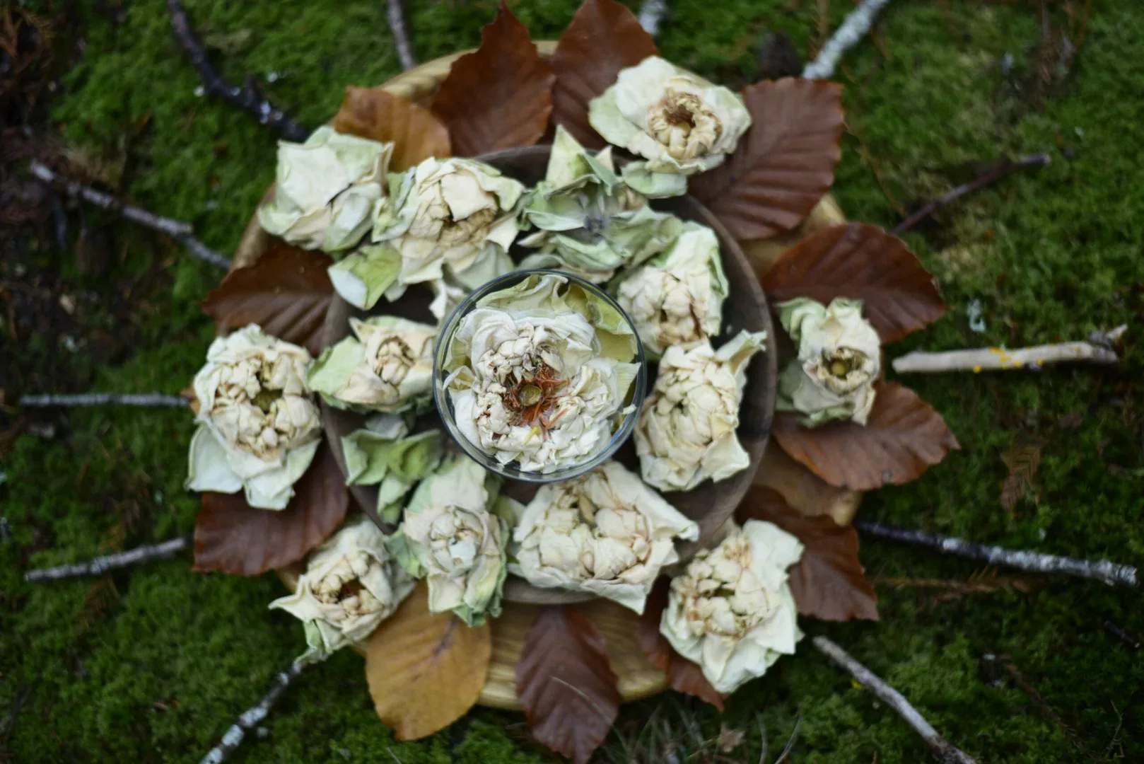 White Lotus — vue 6
