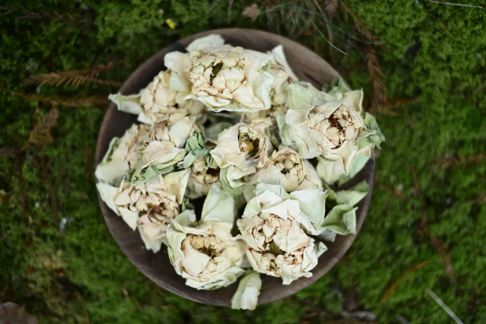 White Lotus — vue 7