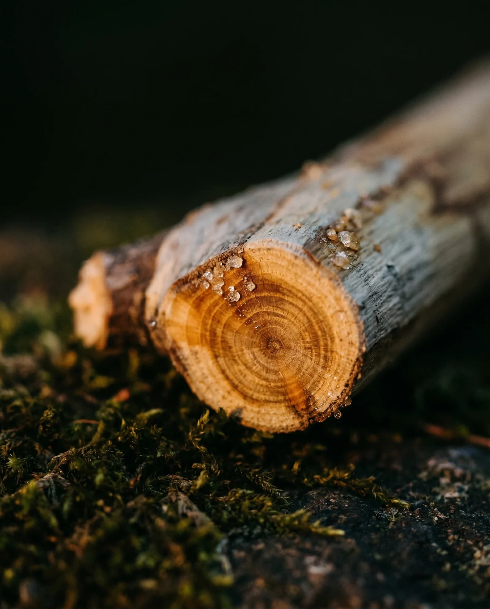 Palo Santo — vue 2
