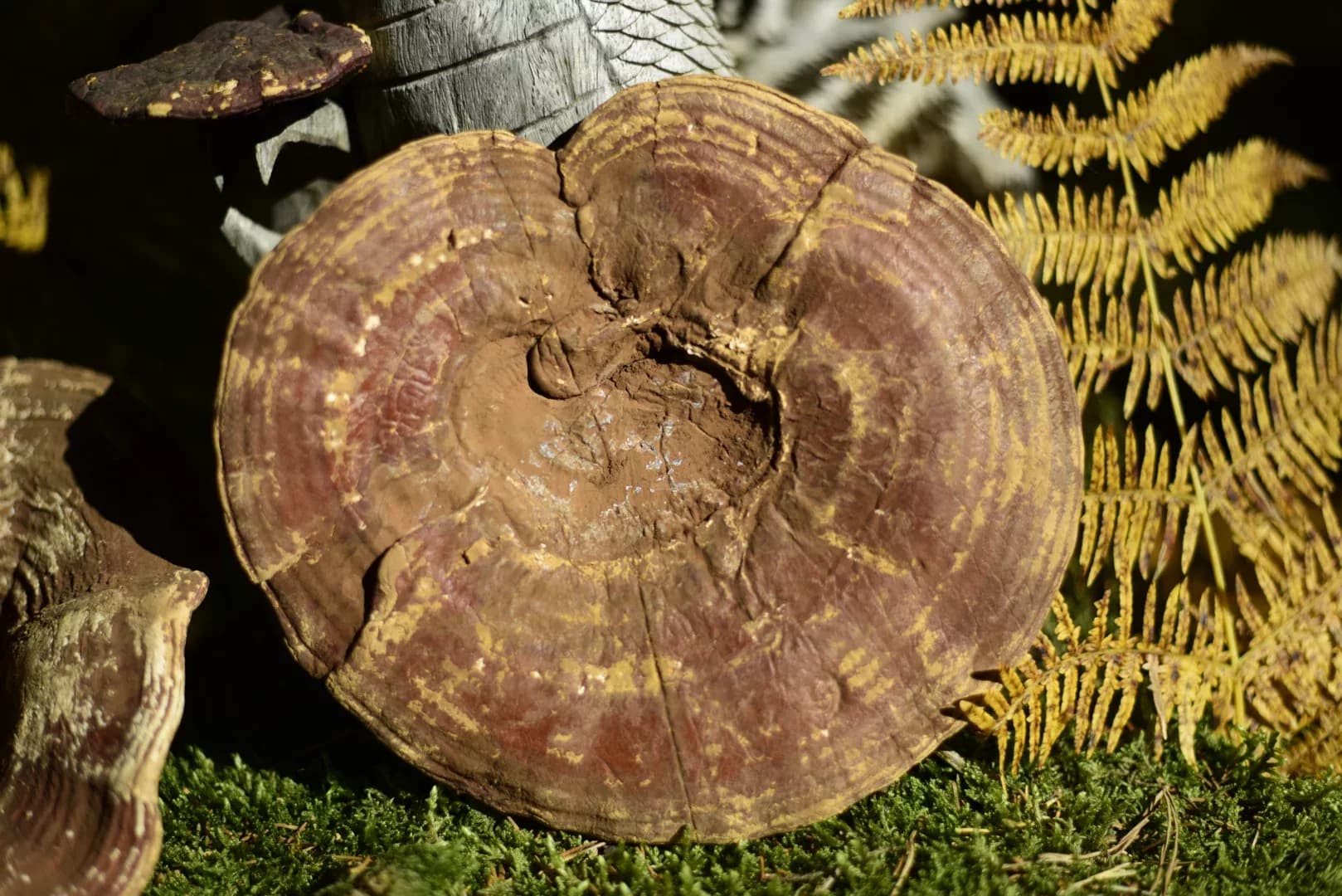 Reishi — vue 2