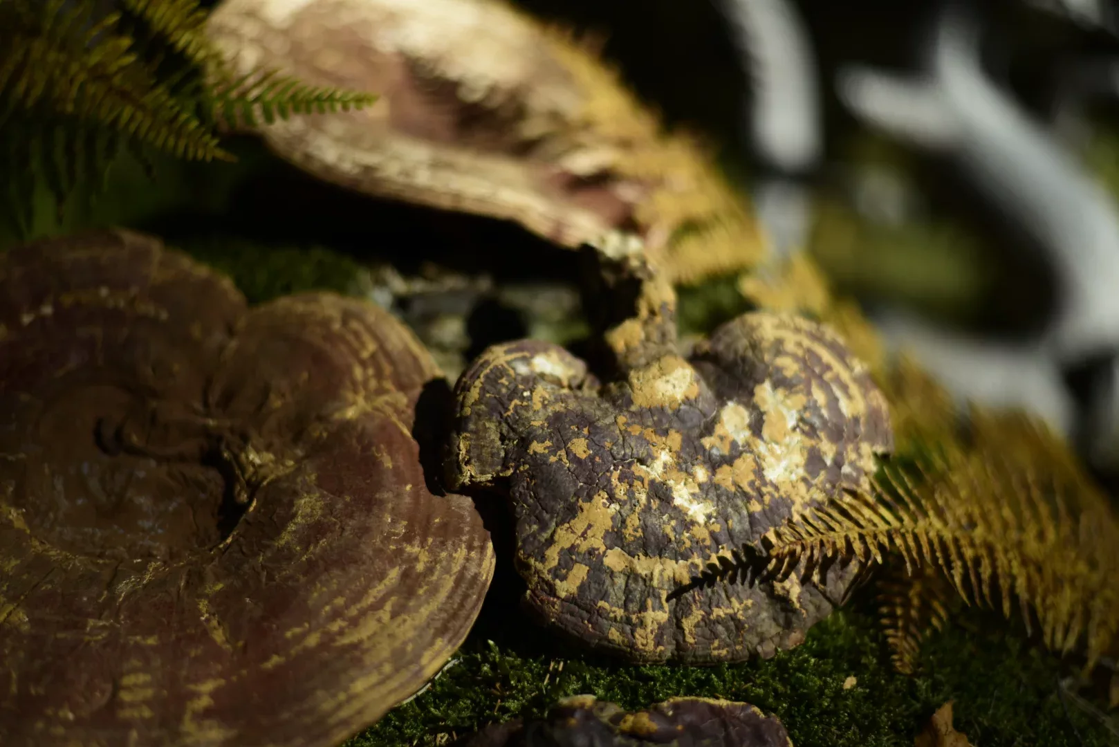 Reishi — vue 3