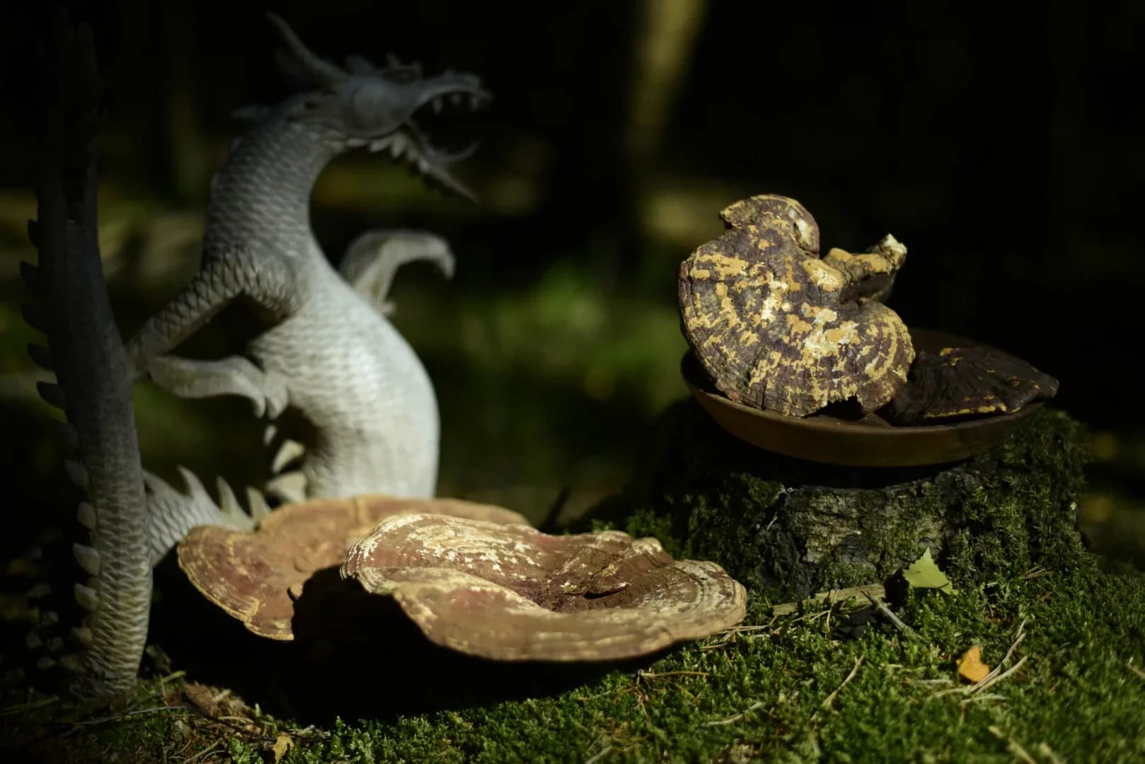 Reishi — vue 5