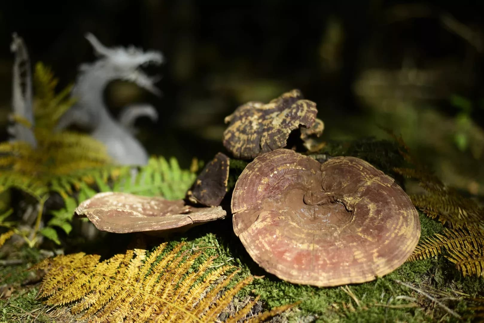 Reishi — vue 7