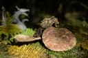 Reishi