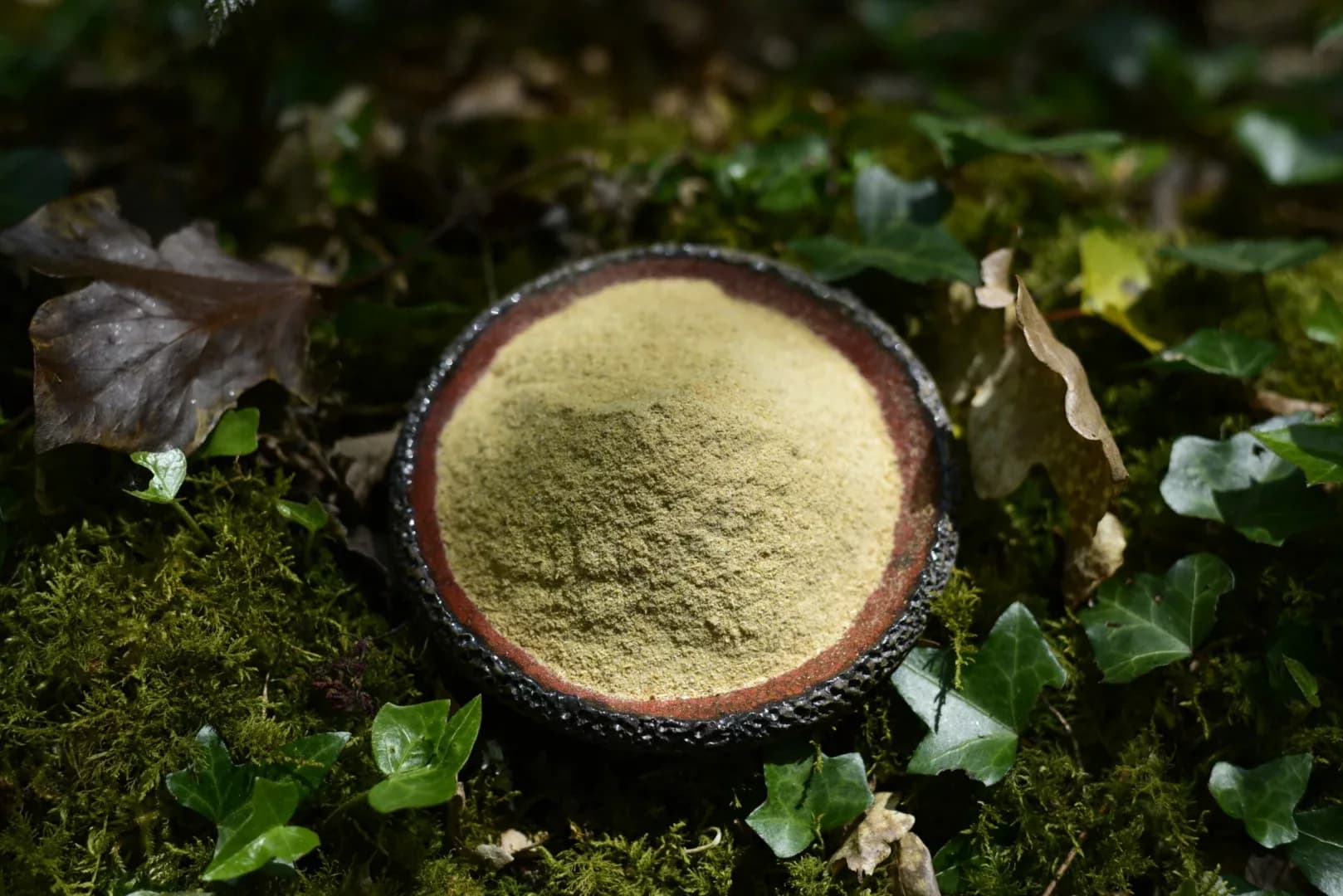 Shatavari — vue 5