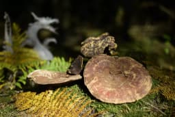 Reishi